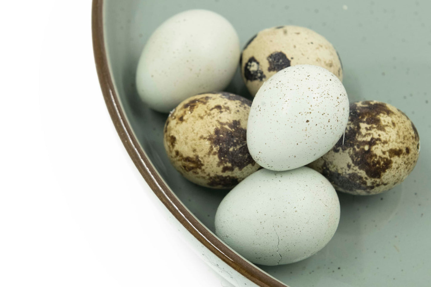 Oeufs de caille lyophilisés - La doguerie ®