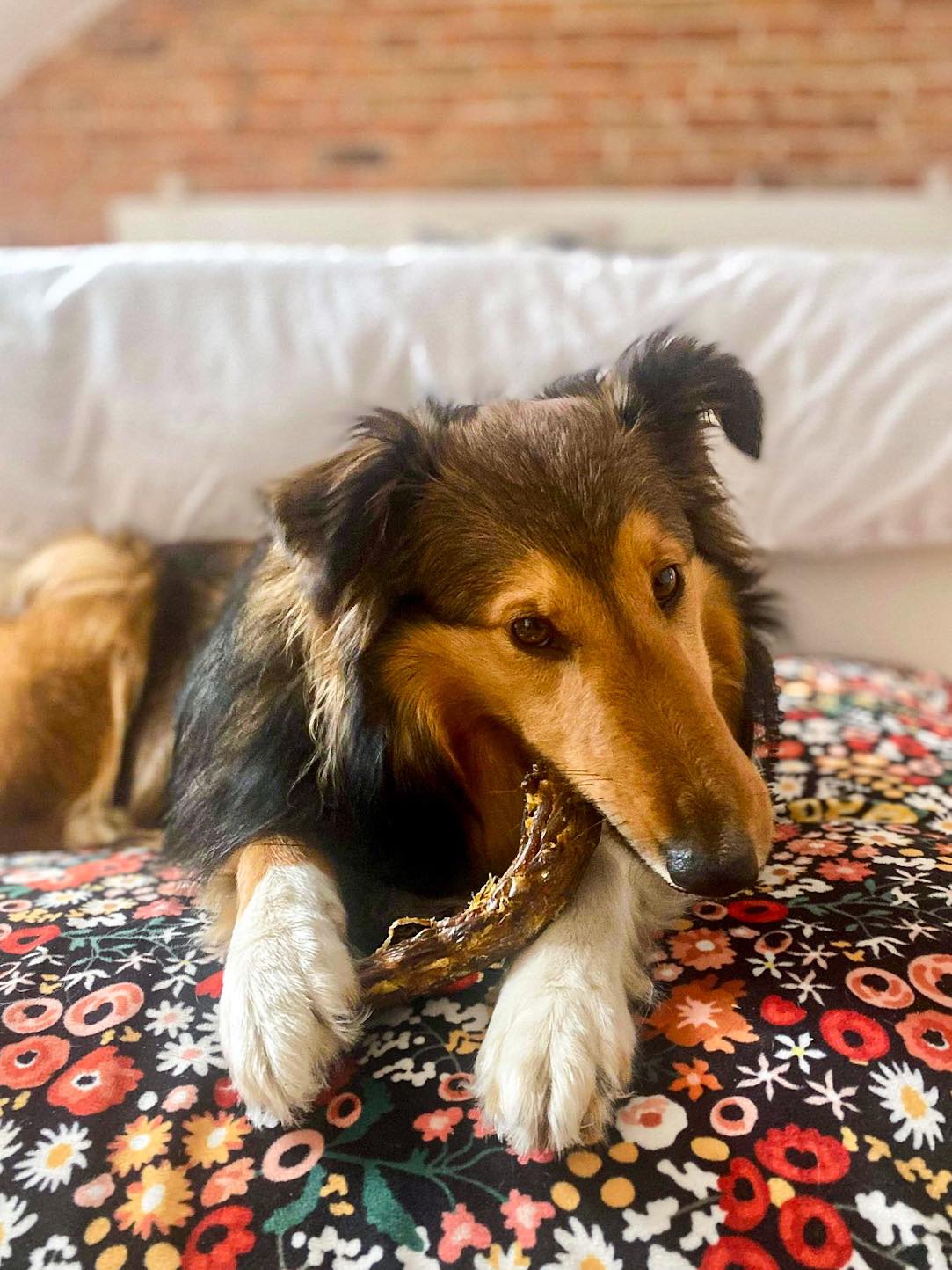 Cou de canard en VRAC - La doguerie ®