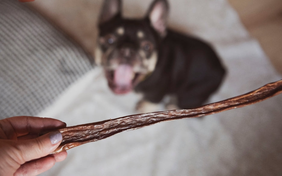 Bâton d'Œsophage de porc (plusieurs grandeurs) - VENTE MASTICATION