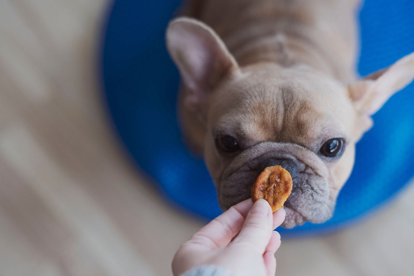 Bananes déshydratées en VRAC - La doguerie ®