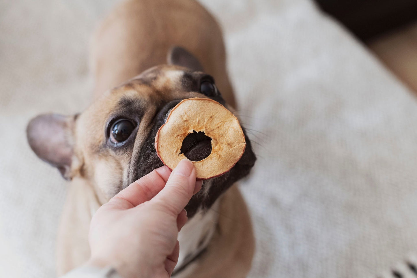 Rondelles de pommes déshydratées en VRAC - La doguerie ®