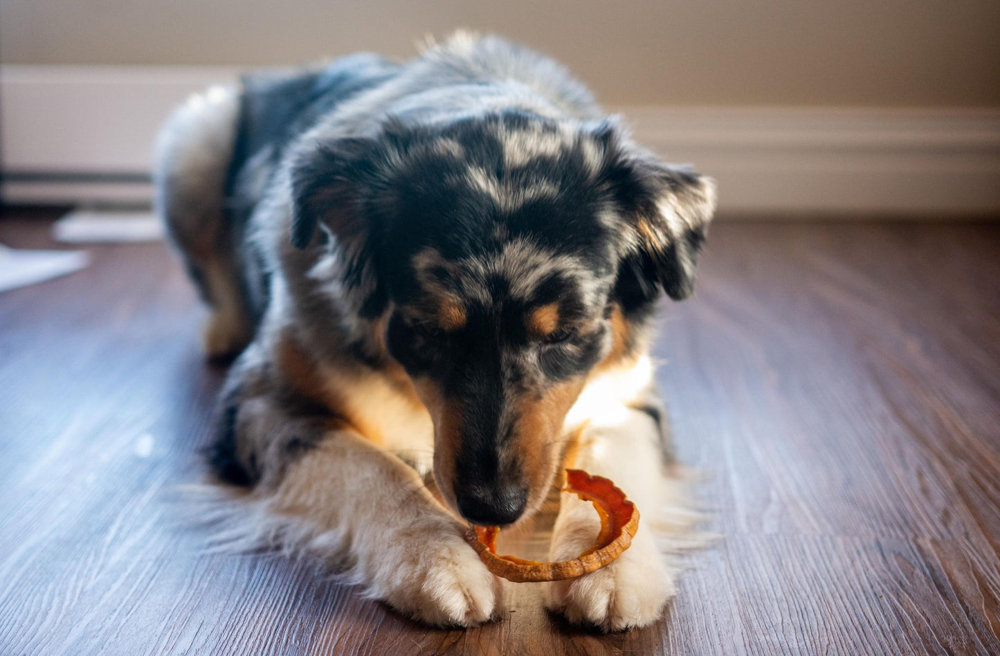Rondelles de courges déshydratées en VRAC - La doguerie ®