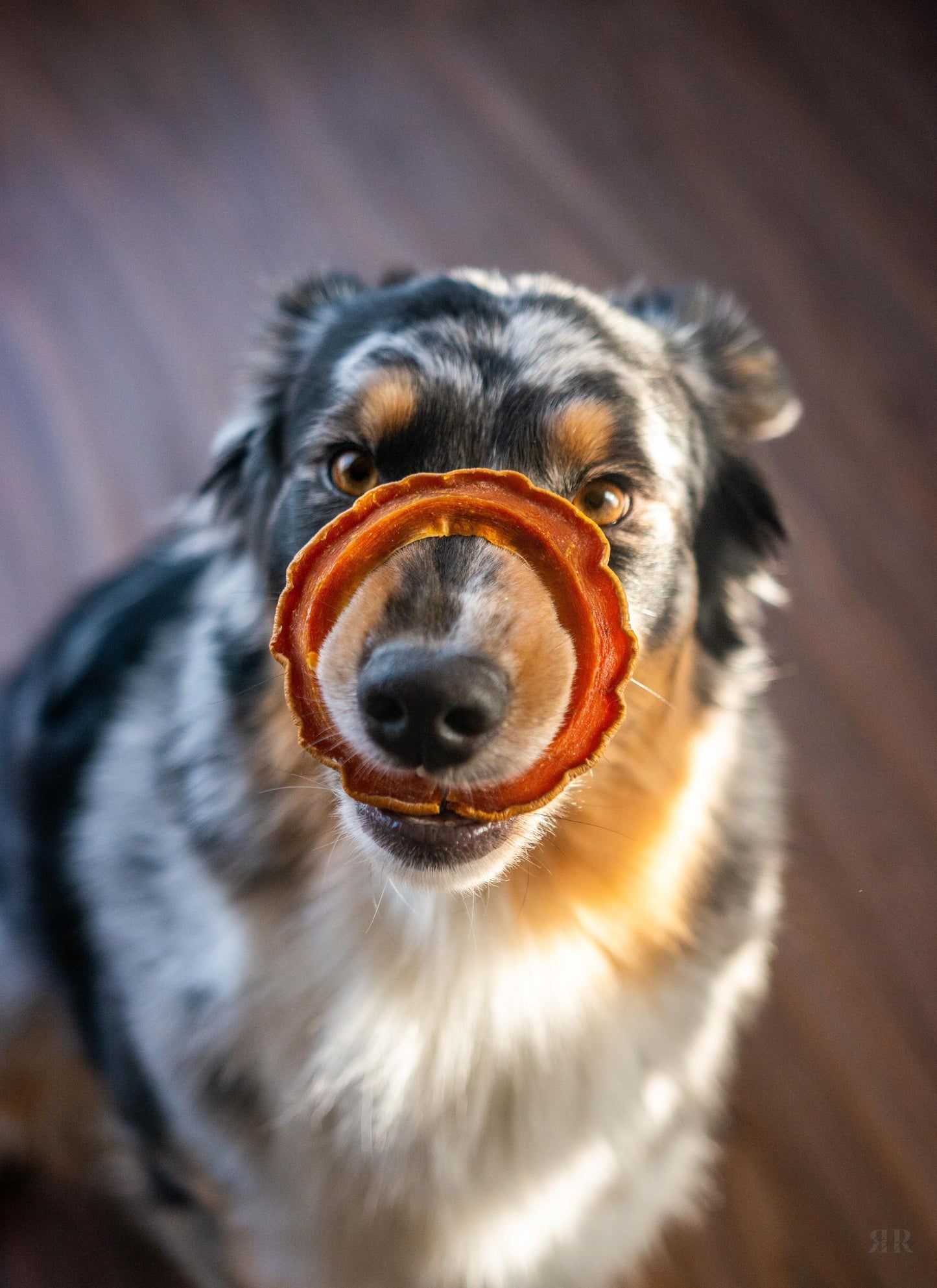 Rondelles de courges déshydratées en VRAC - La doguerie ®