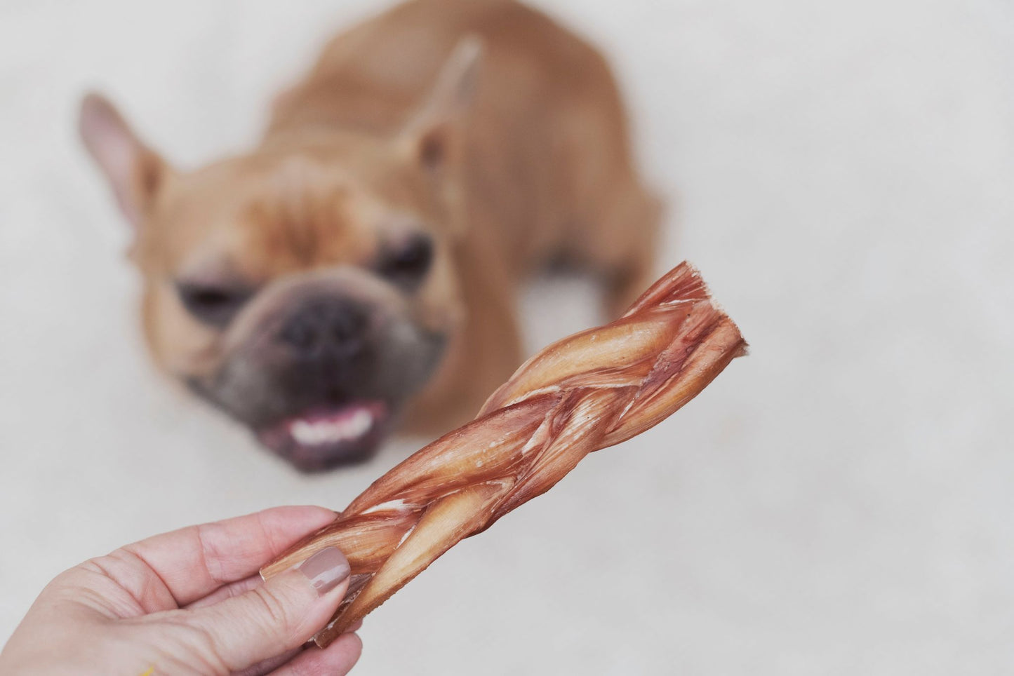 Bully stick tressé 6 po mince- VENTE MASTICATION