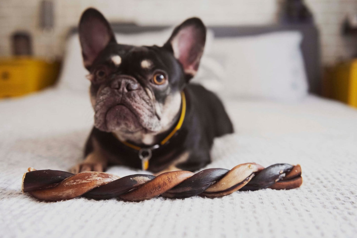 Bullystick twist 12 po très épais - Paquet économique de (10)