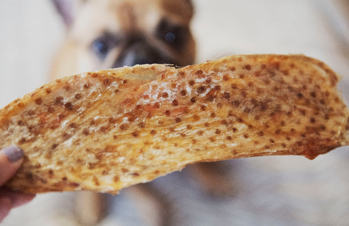 Lanière de vessie de boeuf (plusieurs grandeurs) - PROMOTION BLACK FRIDAY