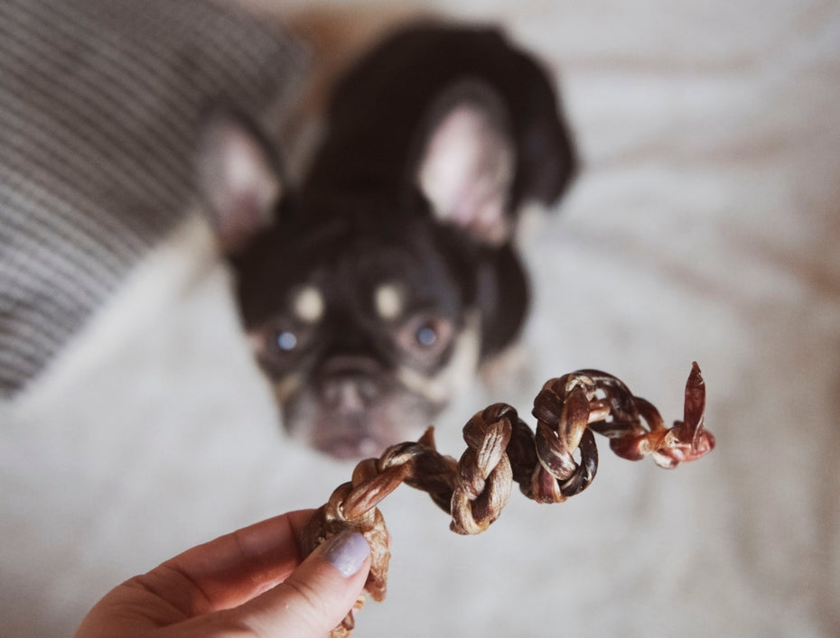Pizzle de porc spirale tressée 5-6″