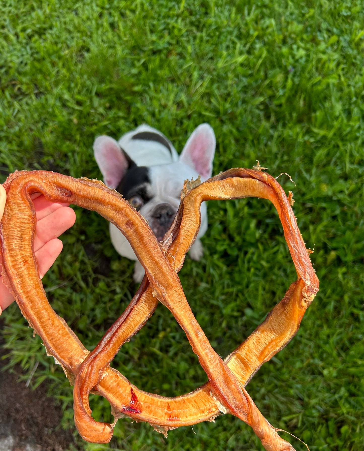 Bully stick Pretzel (plusieurs grandeurs) - PROMOTION BLACK FRIDAY