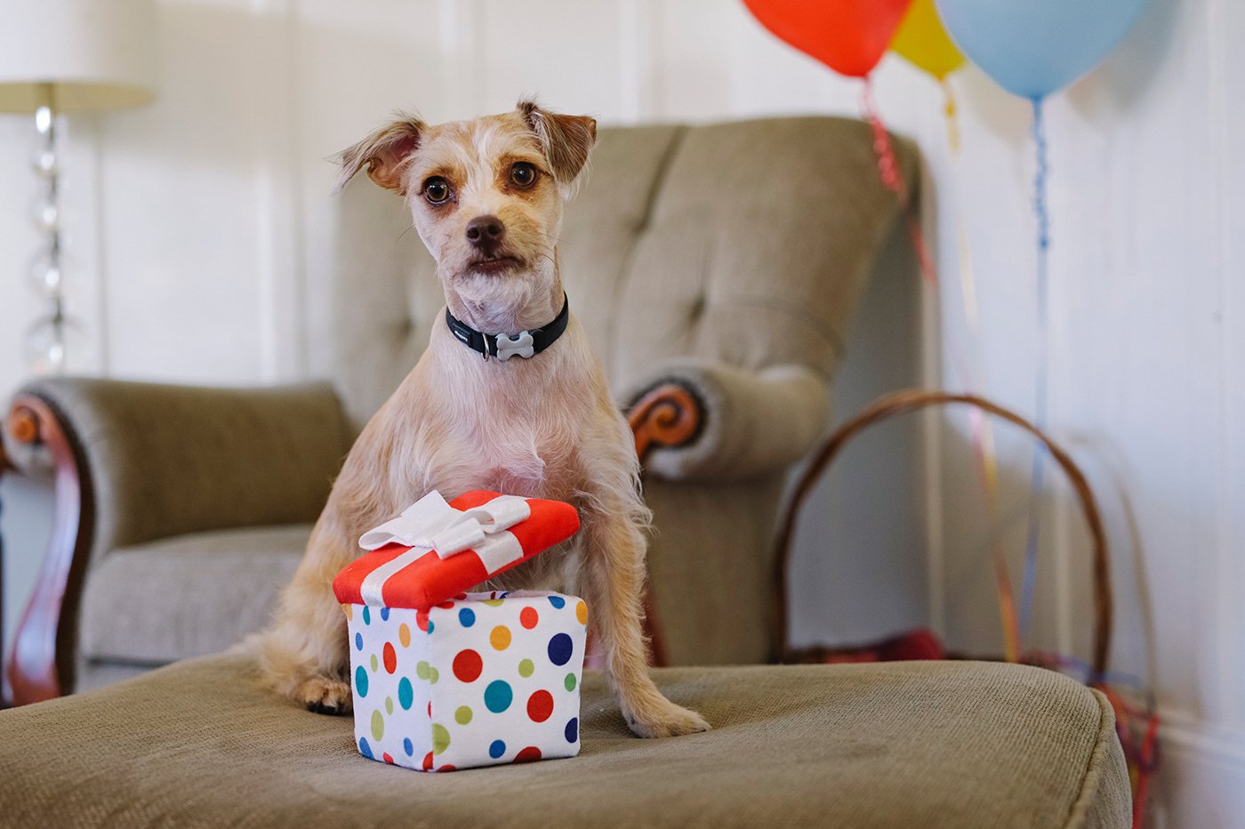 Peluche cadeau d'anniversaire