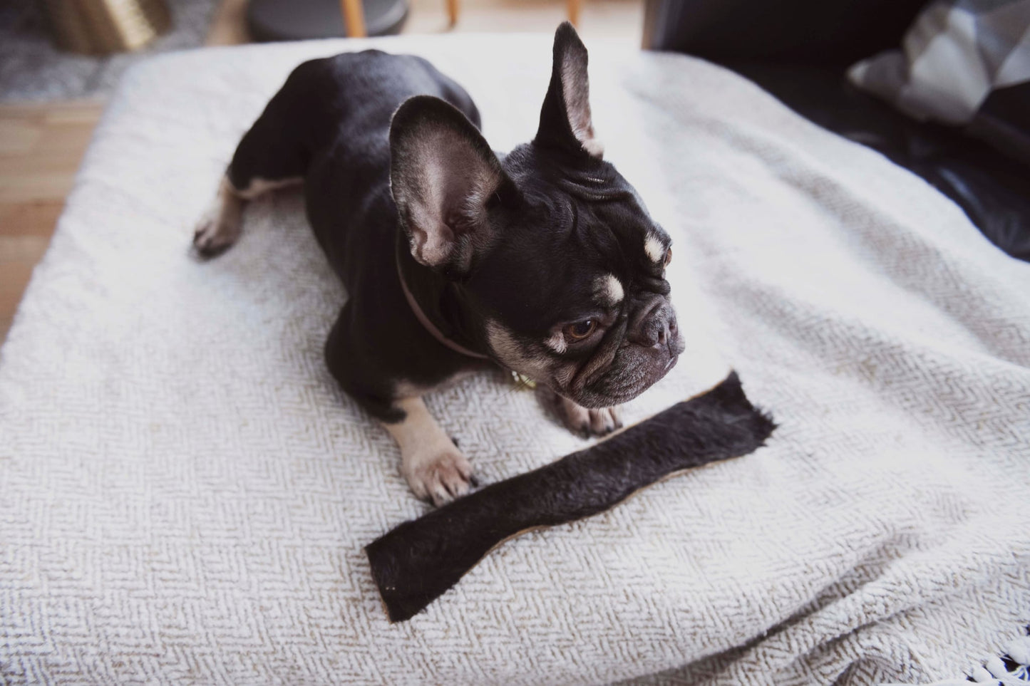 Lanière de bœuf avec fourrure 10-12 po