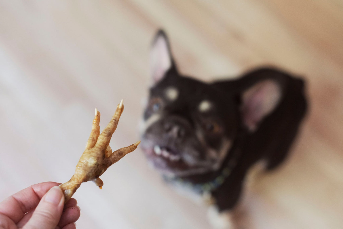 Pattes de poulet en VRAC - La doguerie ®