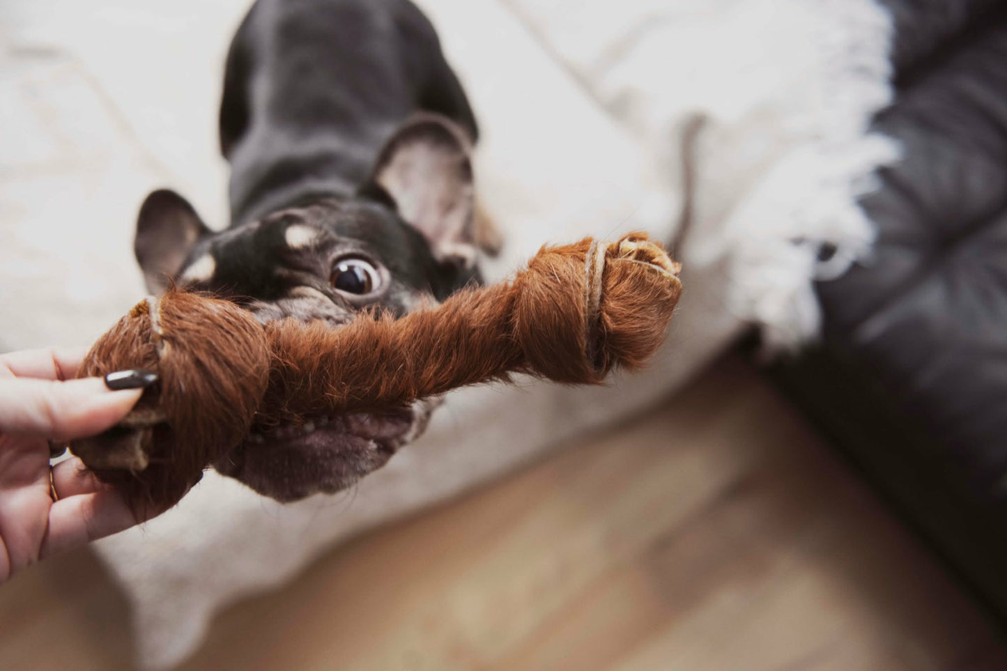 Os de bœuf avec fourrure