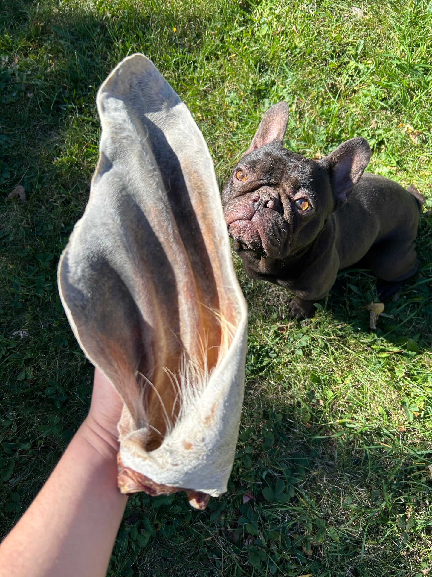 Oreille de bœuf géante déshydratée avec fourrure