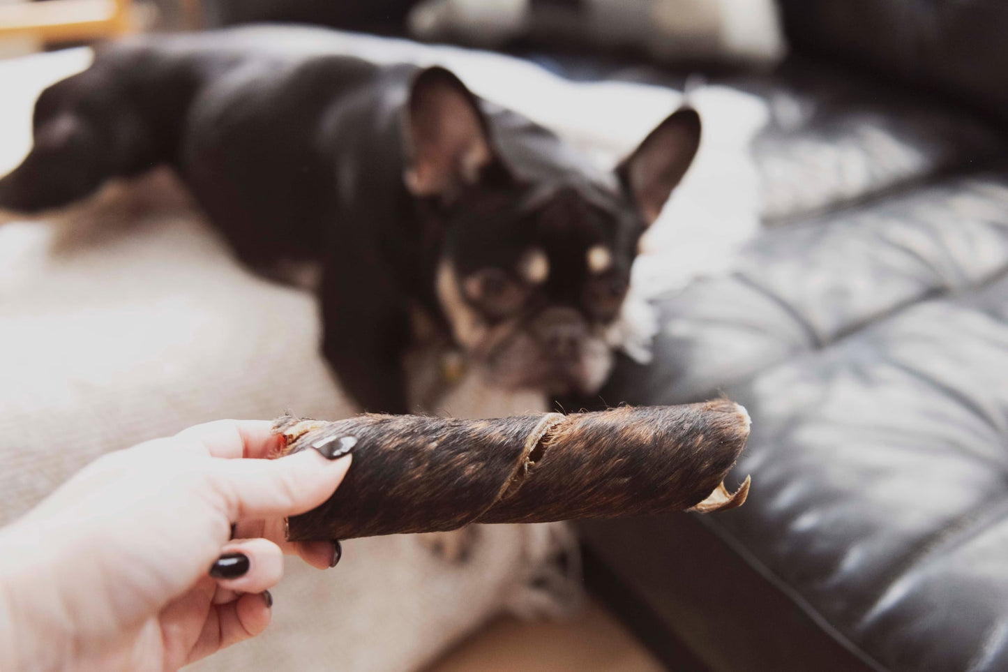 Spirale de bœuf avec fourrure (plusieurs grandeurs)