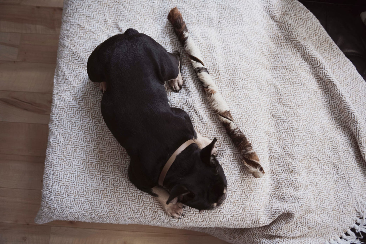 Spirale de bœuf avec fourrure (plusieurs grandeurs)