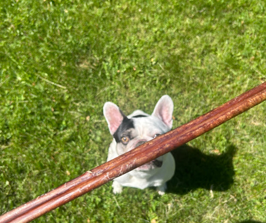 Bully stick 12"- VENTE MASTICATION BLACK NOVEMBER