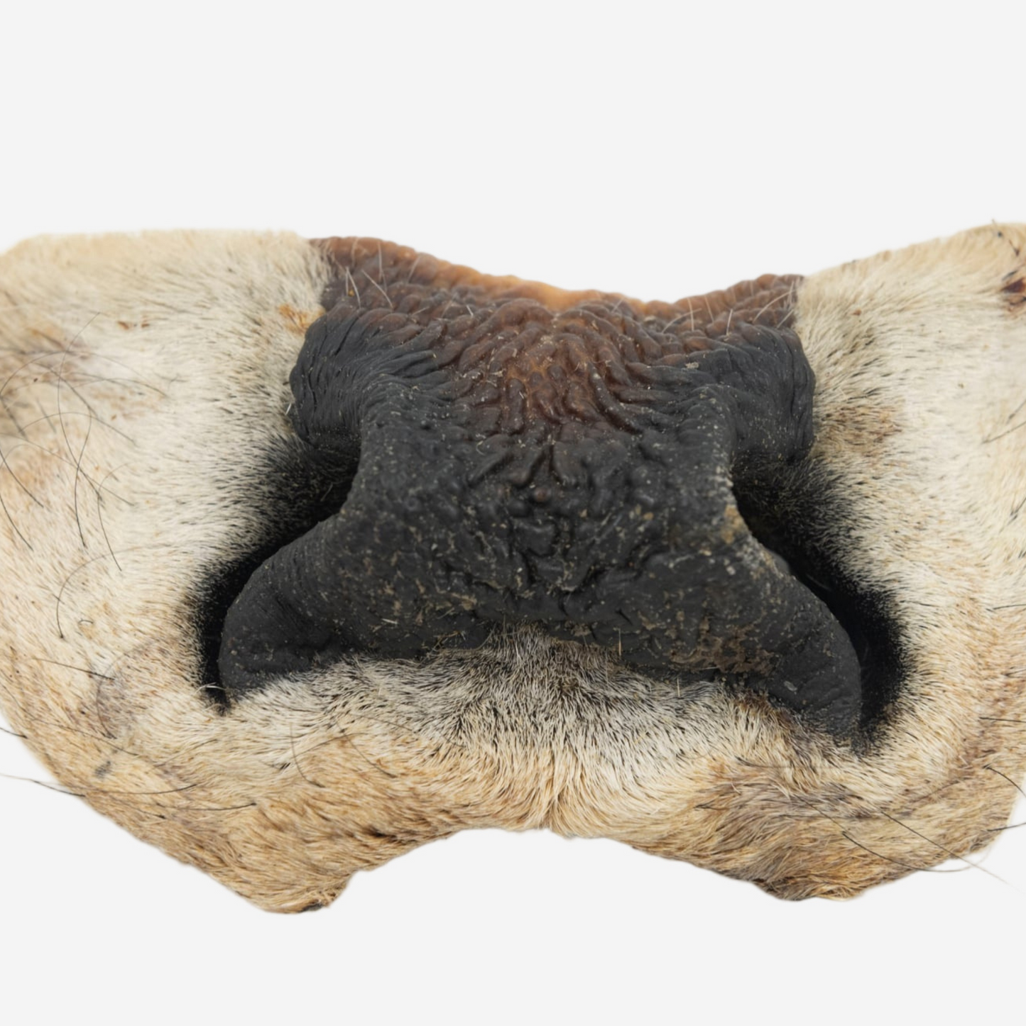 Museau de bœuf avec fourrure