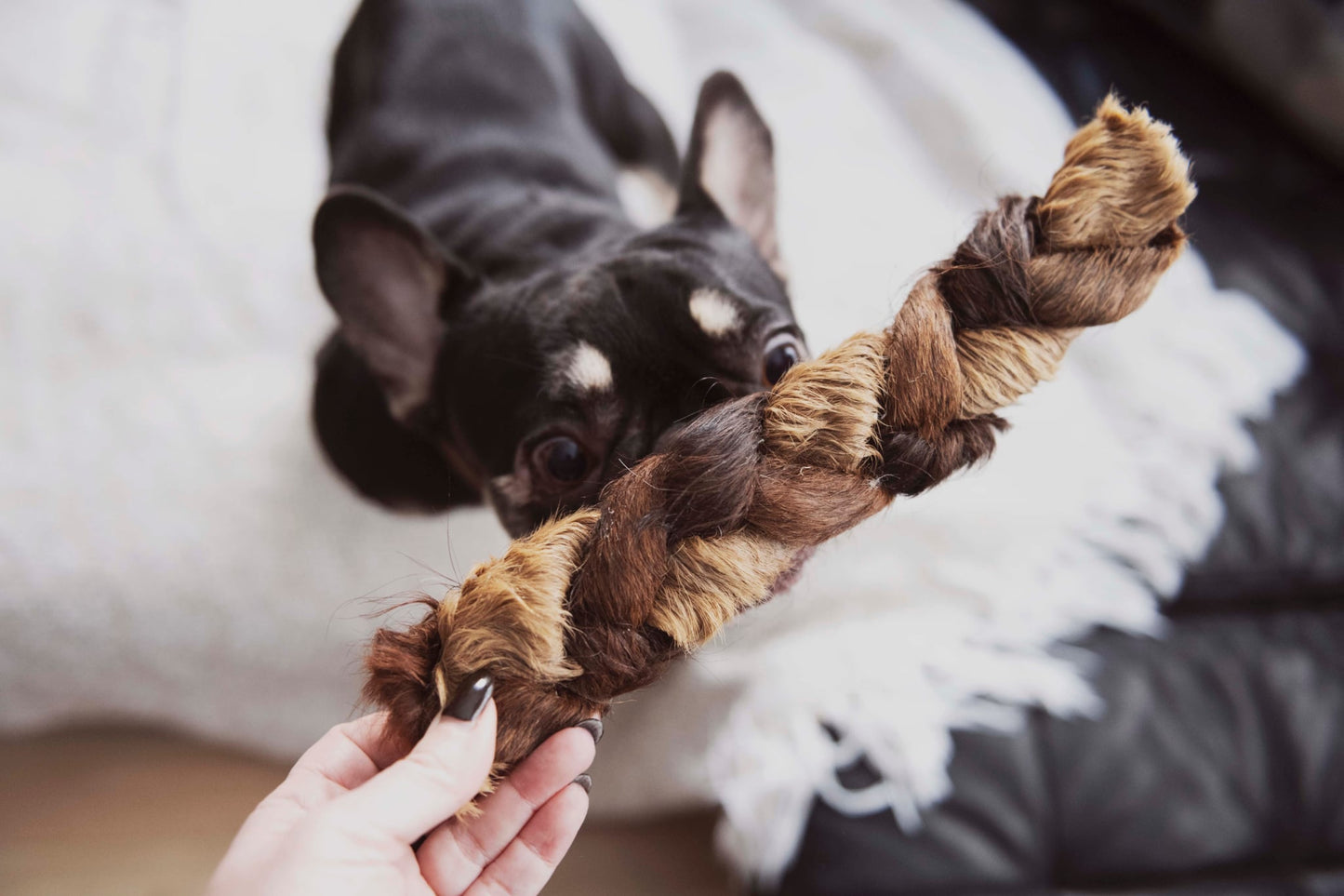 Tresse de bœuf avec fourrure 10-12 po